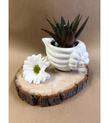 Succulent plant - Conch Shell. An arrangement by Deer Valley Florist and Flower Delivery.