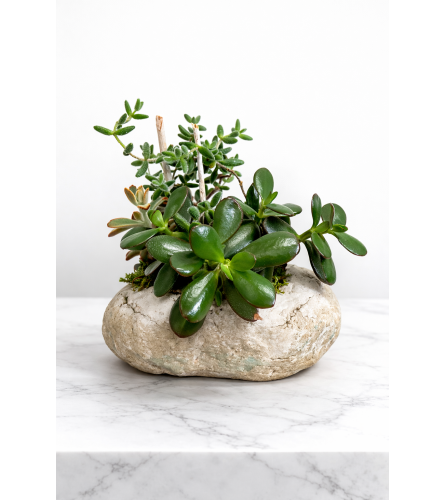 Rock Garden Succulent Planter. An arrangement by Anderson Flowers.