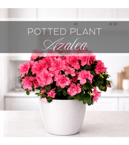 Potted Plant Azalea. An arrangement by The Greenhouse Florist.