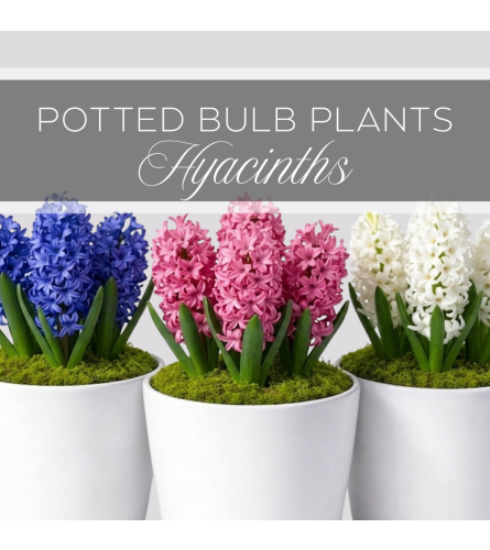 Potted Bulb Plants Hyacinths. An arrangement by The Greenhouse Florist.