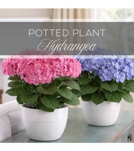 Potted Plant Hydrangea. An arrangement by The Greenhouse Florist.