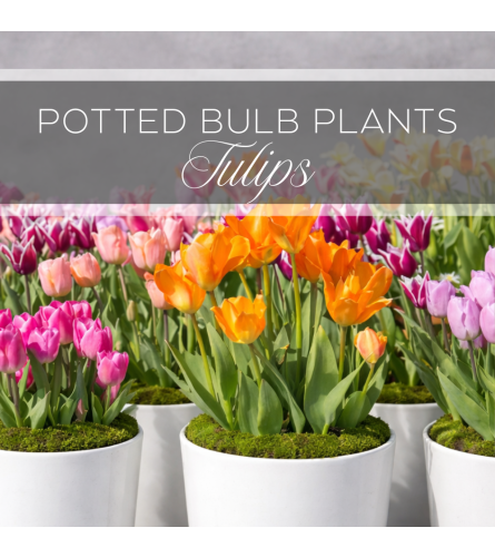 Potted Bulb Plants Tulips. An arrangement by The Greenhouse Florist.