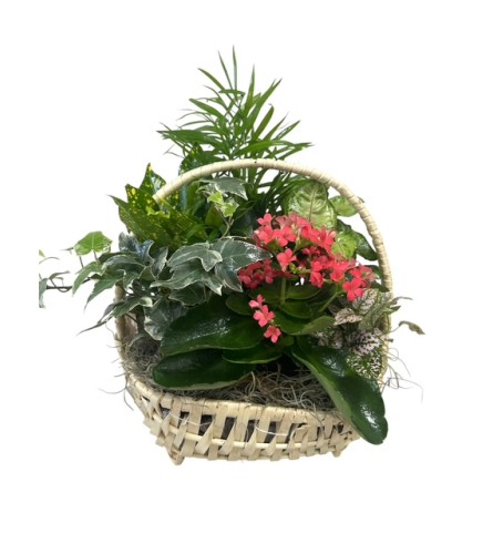 Tropical Mix Basket. An arrangement by My Secret Garden.