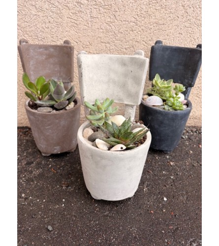 Chair-ished Succulents - Standard. An arrangement by Vaillant Florist.