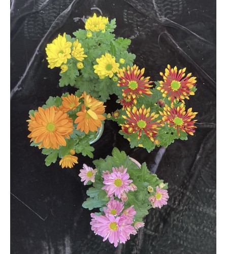 Daisies Plant Assorted. An arrangement by Roma Flowers and Gifts.