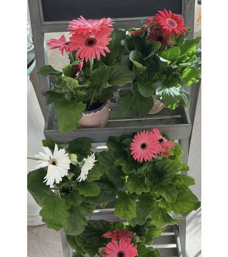 Gerbera Daisy Plant Assorted. An arrangement by Roma Flowers and Gifts.