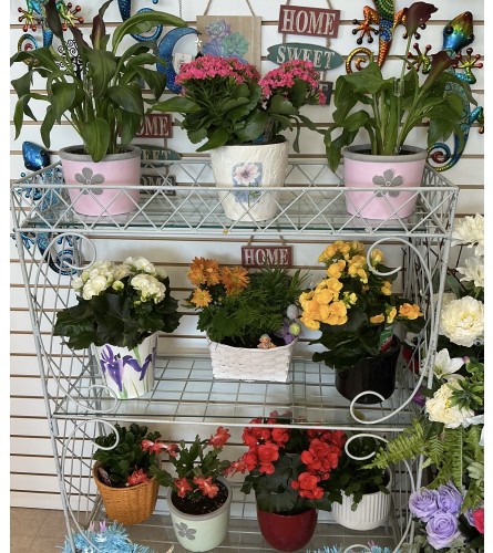 Spring Flowering Plants Assorted - Deluxe. An arrangement by Roma Flowers and Gifts.