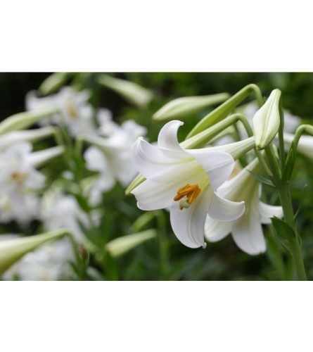Stylish Easter Lily. An arrangement by Harriet's Flower and Gift Shop.