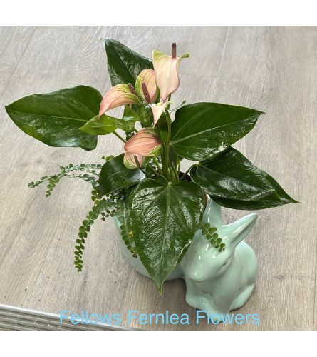 Fernlea Junior Rabbit. An arrangement by Fellows Fernlea Flowers.