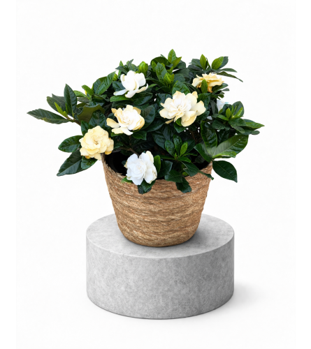 Gorgeous Gardenia. An arrangement by The Garden Gate Gifts and Florals.