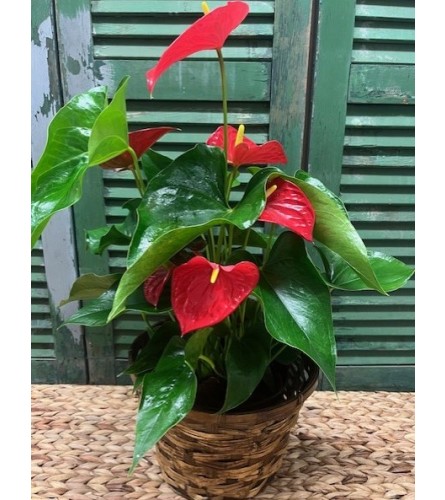 Potted Anthurium in Basket. An arrangement by Forest Florist.