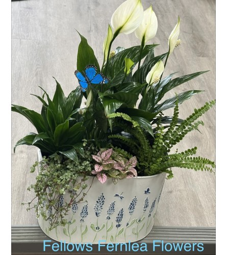 Fellows Cottage Windowsill Planter - Deluxe. An arrangement by Fellows Fernlea Flowers.