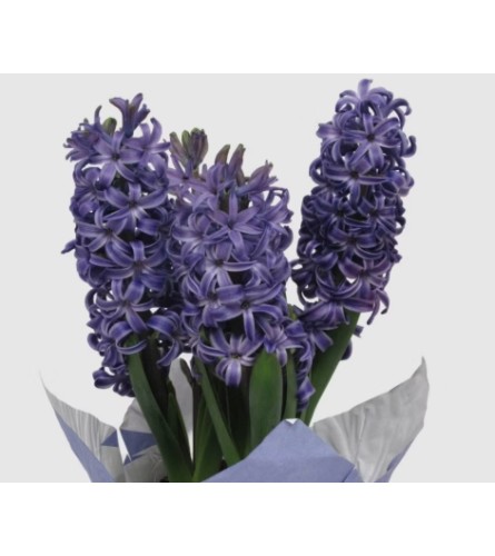 HYACINTH PLANTS. An arrangement by Flowers by Priscilla.