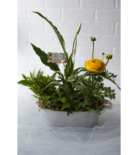 Ranunculus Garden Planter. An arrangement by Brooklin Floral and Garden Shoppe Inc..