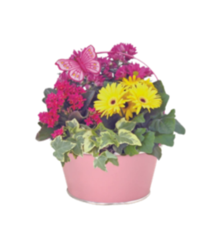 **Mother's Day Special** Chole Planter. An arrangement by Owen Sound Flowers.