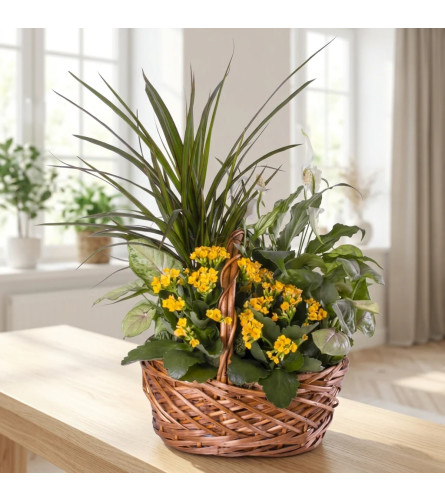 Bloom Dish Garden. An arrangement by Sophie's Flowers.