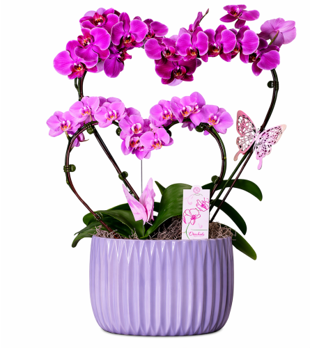 Blooming Duo Orchid. An arrangement by The Garden Gate Gifts and Florals.