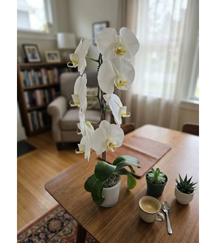 Waterfall Orchid. An arrangement by Sophie's Flowers.
