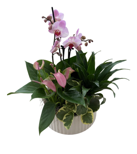 Bright Orchids in a Dish Garden. An arrangement by Shalimar Designs.
