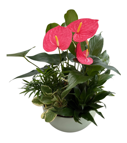 Pastel Sage green Tropical Planter. An arrangement by Shalimar Designs.