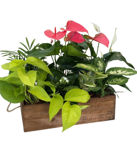 Nature Wonder Dish Garden with Wooden Box. An arrangement by Shalimar Designs.