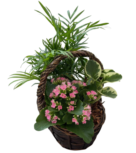 Tropical Braided Wicker - Standard. An arrangement by Shalimar Designs.