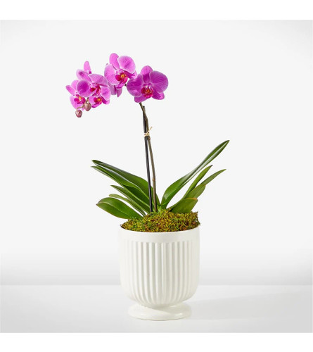 Blooming Orchid Plant. An arrangement by Metcalfe Florist and Pleasant View Greenhouses.