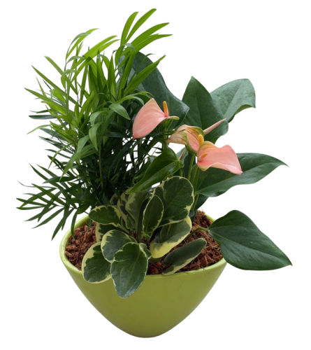 Anthurium Mixed Tropical Planter. An arrangement by In Bloom.