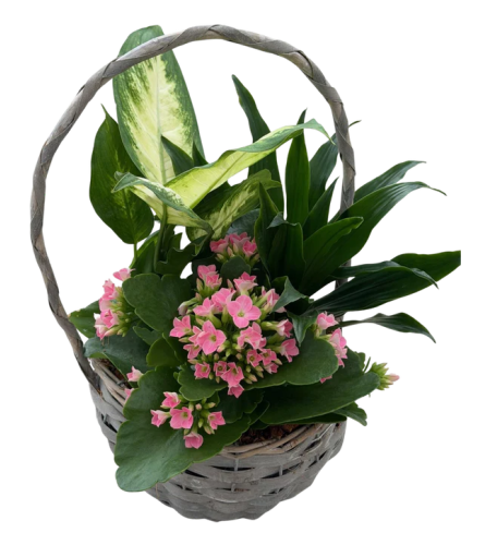 Mixed Tropical Basket. An arrangement by In Bloom.