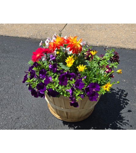 Bushel Basket of annuals. An arrangement by Weaver the Florist and Gifts.