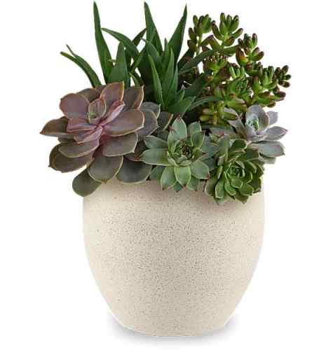 Modern Stone Succulent Garden. An arrangement by Serrano Flowers.
