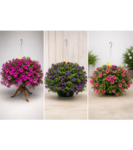 Petunia Basket. An arrangement by Country Floral's Seasons, LLC.