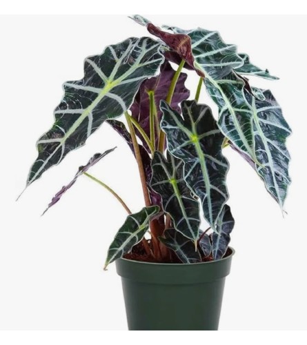 ELEPHANT EAR ARROWHEAD HOUSEPLANT. An arrangement by Flowers by Priscilla.