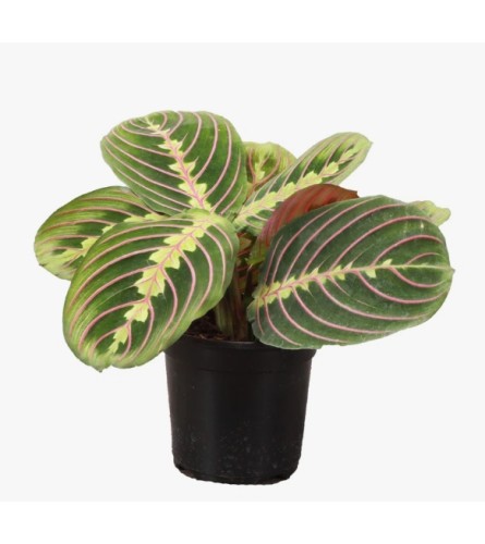 TRICOLOR PRAYER PLANT. An arrangement by Flowers by Priscilla.