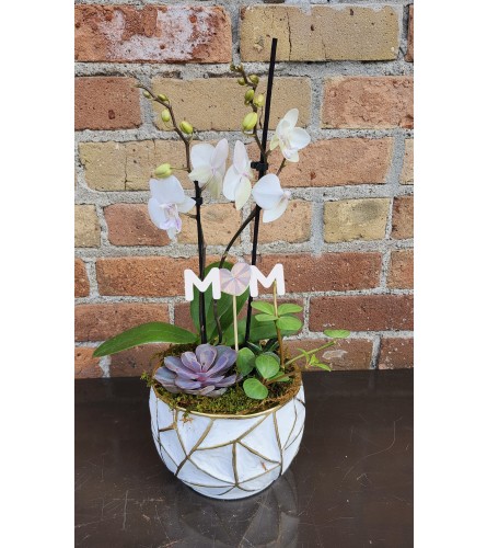 'By Design' For Mom Mini Orchid Succulent Design. An arrangement by Flowers By Design.