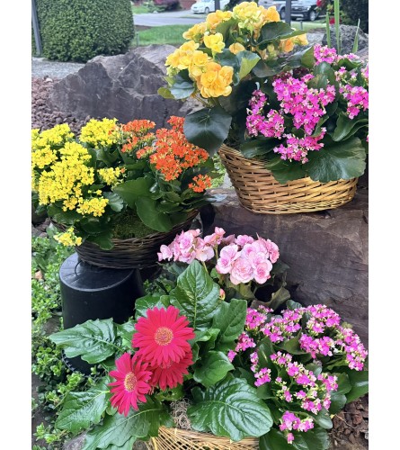 Blooming Plant Basket - Deluxe. An arrangement by Renton Flower Shop.