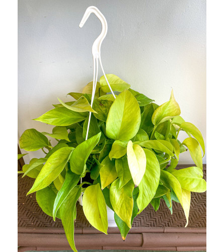 Neon Pothos Hanging Basket. An arrangement by Mayfield Flowers.