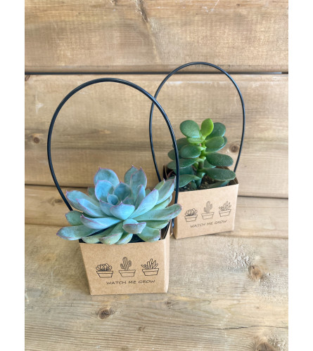 Succulent Surprise - Deluxe. An arrangement by Mayfield Flowers.