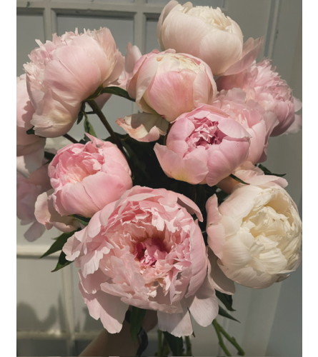 Blush and Ivory Peony Embrace. An arrangement by Edna Miller Flowers and Gifts Inc..