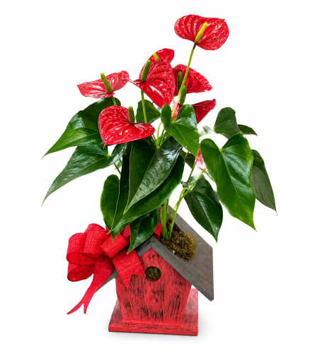Anthurium Plant. An arrangement by Love Story Florist.