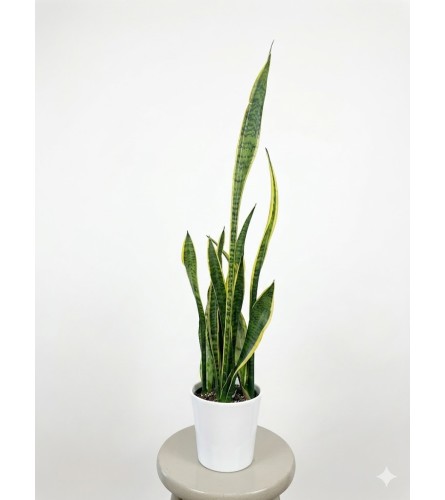 6 Sansevieria in white ceramic container. An arrangement by KW Flowers.