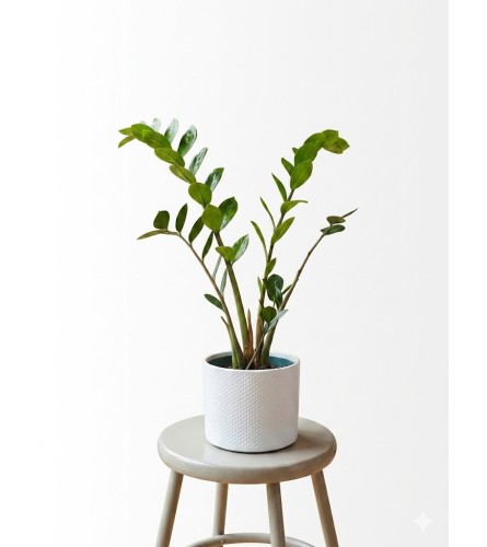 6 ZZ Plant in ceramic pot. An arrangement by KW Flowers.