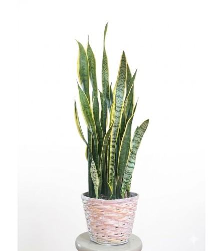 8 Sanseveria plant. An arrangement by KW Flowers.