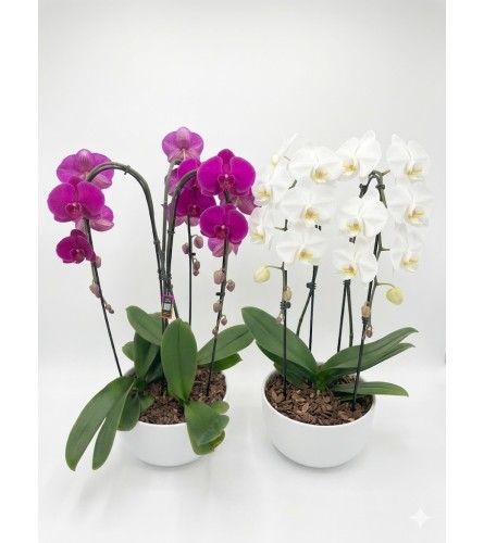 Orchid Plant. An arrangement by KW Flowers.