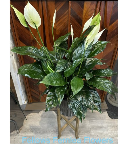 Large Peace Lily. An arrangement by Fellows Fernlea Flowers.