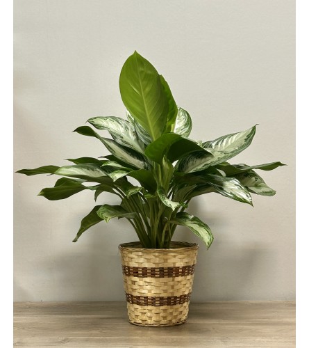 Aglaonema Plant 8. An arrangement by The Farmers Petals.
