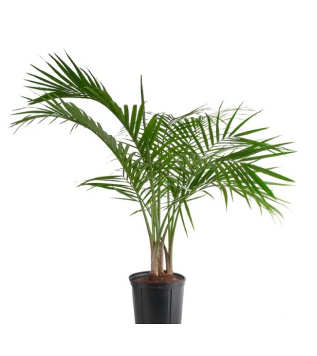 Palm Tree =Indoor Houseplant. An arrangement by Flowers by Priscilla.