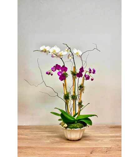 4 Double Stem Orchid Garden. An arrangement by The Farmers Petals.