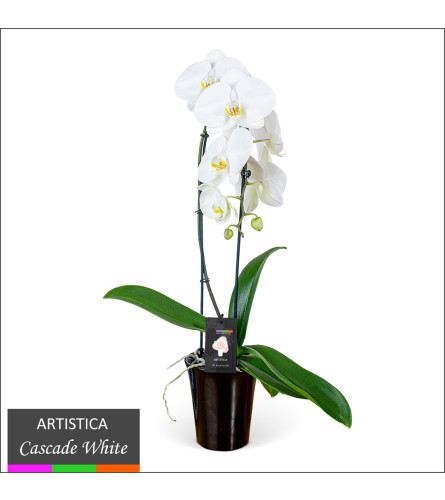 Mammoth Cascading Orchid. An arrangement by Very's Flowers.