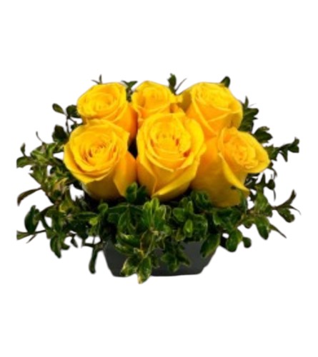 Cover me in Sunshine. An arrangement by DMP Flowers and Gifts.